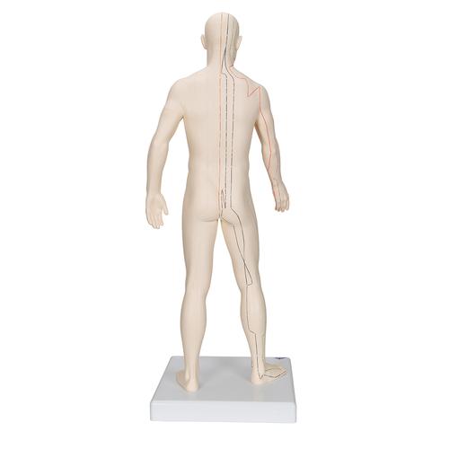 Acupuncture Model, male, 1000378 [N30], 침술 차트 및 모형