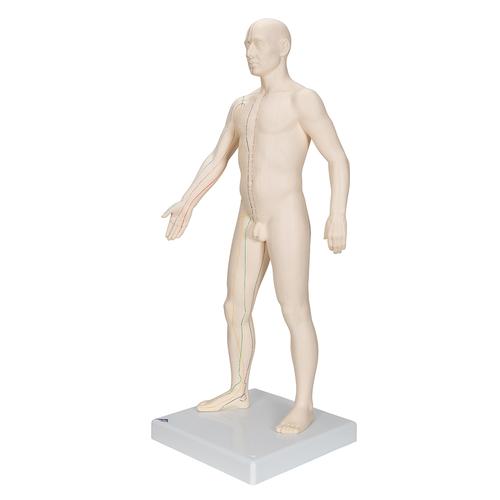 Acupuncture Model, male, 1000378 [N30], Acupuncture Charts and Models