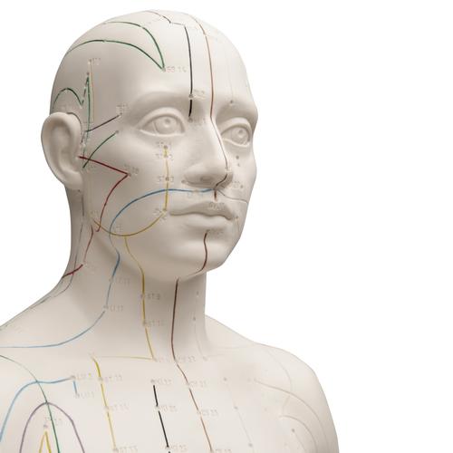 Acupuncture Model, male, 1000378 [N30], Acupuncture Charts and Models