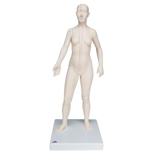 Akupunktur-Figur weiblich, 1000379 [N31], Akupunktur Modelle und Lehrtafeln