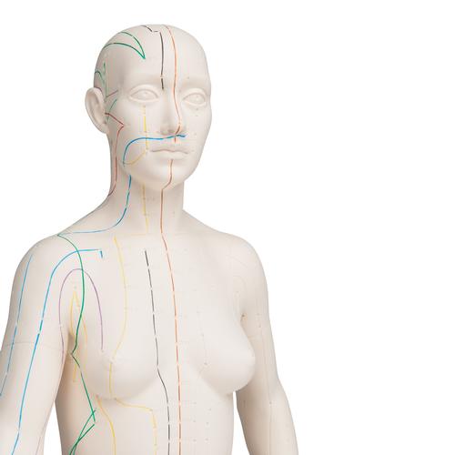 Modelo de cuerpo humano para acupuntura 3B (femenino), 1000379 [N31], Modelos