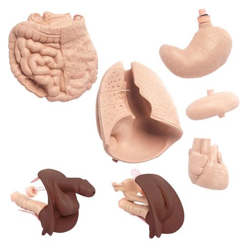 Kit de actualizaci&oacute;n para maniqu&iacute; de atenci&oacute;n b&aacute;sica al paciente P11D, piel oscura, 1025333 [P19D], Cuidado del paciente adulto