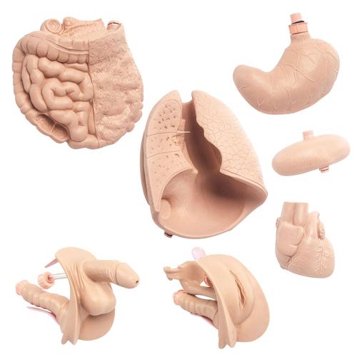Upgrade Kit for Basic Patient Care Manikin P11/1, 1025331 [P19N], Adult Patient Care