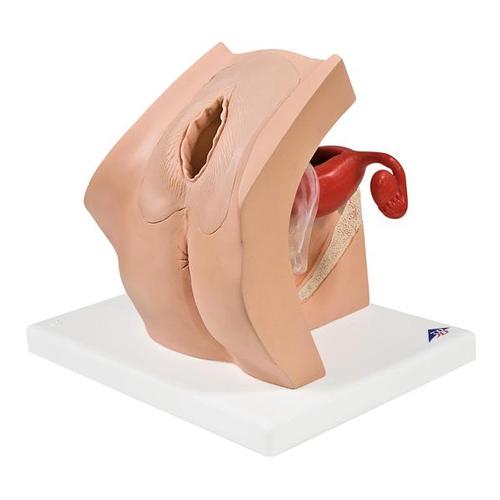 부인과 교육용 모형 Model for Gynecological Patient Education - 3B Smart Anatomy, 1013705 [P53], 산과
