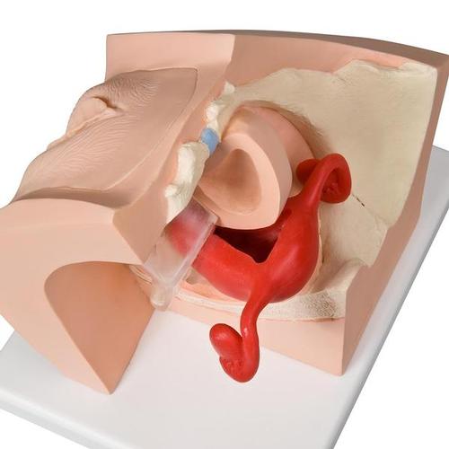 Modello ginecologico per colloquio con i pazienti - 3B Smart Anatomy, 1013705 [P53], Ostetricia