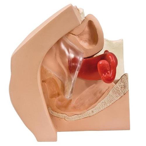 Model for Gynecological Patient Education - 3B Smart Anatomy, 1013705 [P53], Obstetrics
