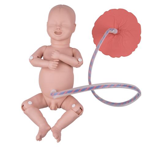 3B Scientific® Temel Doğum Simülatörü, 1020332 [P90B], Obstetrik