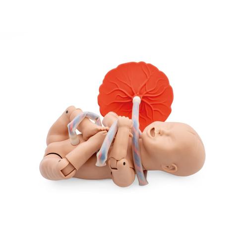 3B Scientific&reg; Profesyonel Doğum Sim&uuml;lat&ouml;r&uuml;, 1022879 [P90PN], Obstetrik