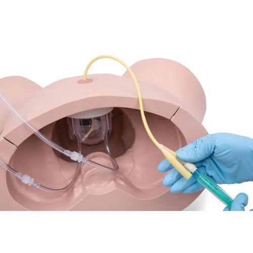 专业版导尿训练模型，女性, 1023008 [P93SPC-F], 导管插入
