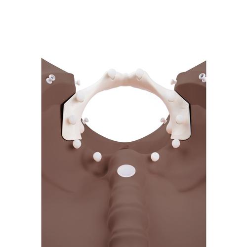 Simulador de Est&aacute;gios de Parto 3B pele escura, 1023330 [P94D], Obstetr&iacute;cia