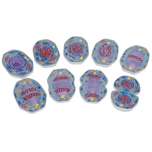 Модель митоза, 1013868 [R01/1], Типы деления клеток