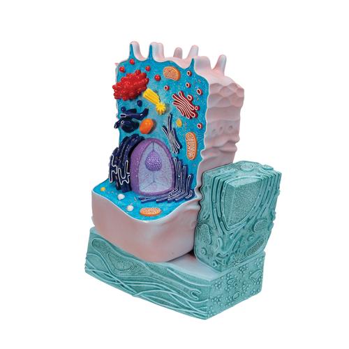 Modelo de C&eacute;lula Animal, 1000523 [R04], C&eacute;lula humana e animal