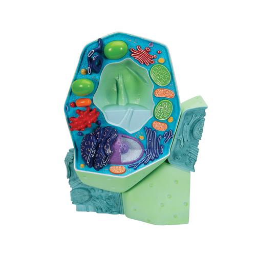 Modelo de C&eacute;lula Vegetal, 1000524 [R05], Geral