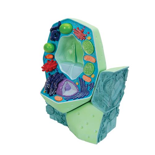 Modelo de C&eacute;lula Vegetal, 1000524 [R05], Geral