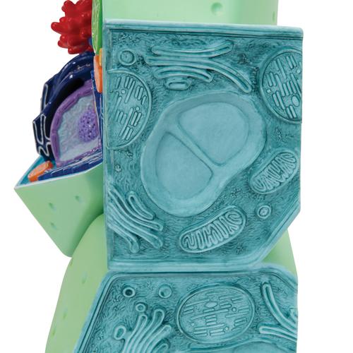 Plant cell model, 1000524 [R05], Plant Cell