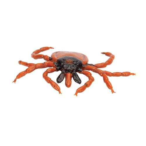 Carrapato (Ixodes ricinus), modelo, 1000525 [R50], Modelos Animais