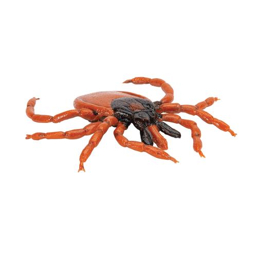 Zecca dei boschi (Ixodes ricinus), modello, 1000525 [R50], Modelli animali