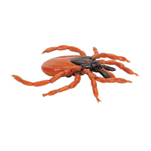 Zecca dei boschi (Ixodes ricinus), modello, 1000525 [R50], Modelli animali