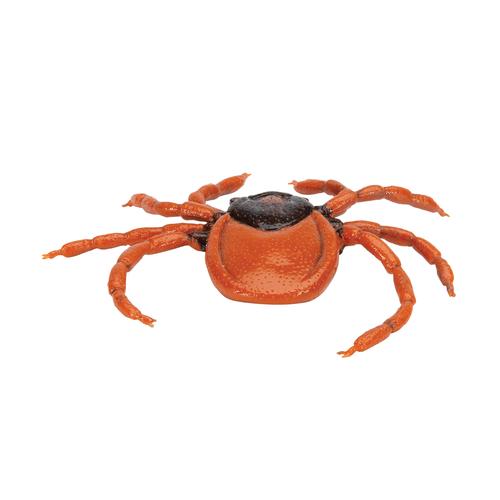 Carrapato (Ixodes ricinus), modelo, 1000525 [R50], Modelos Animais