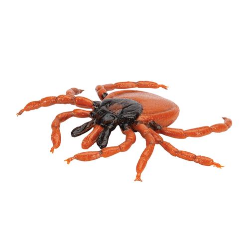 Carrapato (Ixodes ricinus), modelo, 1000525 [R50], Modelos Animais