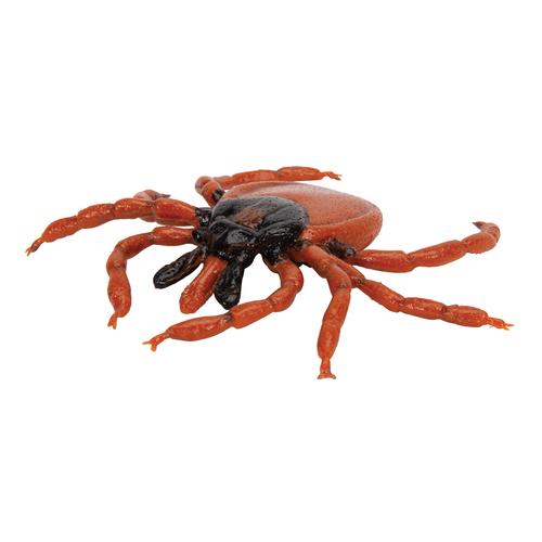Zecca dei boschi (Ixodes ricinus), modello, 1000525 [R50], Modelli animali