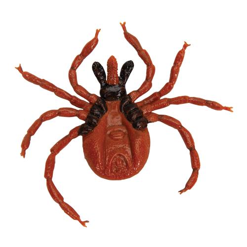 Zecca dei boschi (Ixodes ricinus), modello, 1000525 [R50], Modelli animali