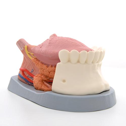 Tongue Model, 2.5 times Life-Size, 4 part - 3B Smart Anatomy, 1002502 [T12010], Dental Models