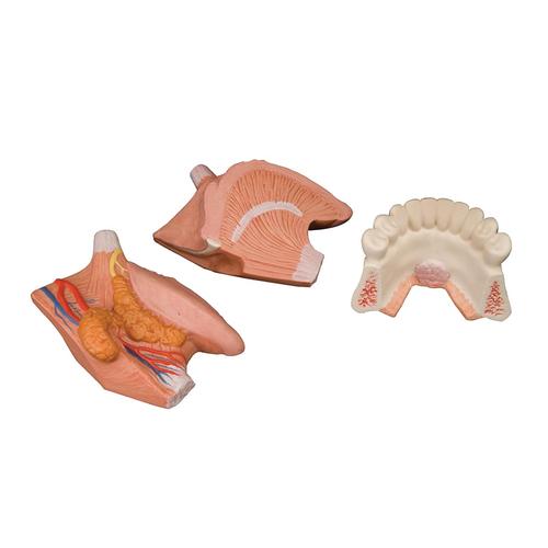Modelo de la lengua, 4 piezas - 3B Smart Anatomy, 1002502 [T12010], Modelos dentales