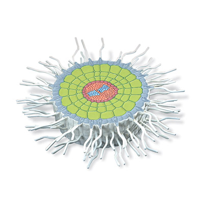 Querschnitt Wurzel Wei&szlig;er Senf (Sinapis alba), Modell, 1002505 [T21002], Pflanzenanatomie
