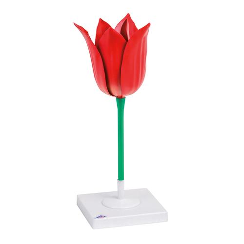 Tulpenbl&uuml;te (Tulipa gesneriana), Modell, 1017832 [T210101], Einkeimbl&auml;ttrige Pflanzen