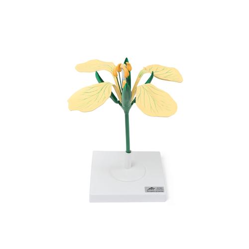Yabani Hardal Çiçeği Modeli (Sinapis arvenis), 1017831 [T210121], Dikoliledon Bitki Modeller