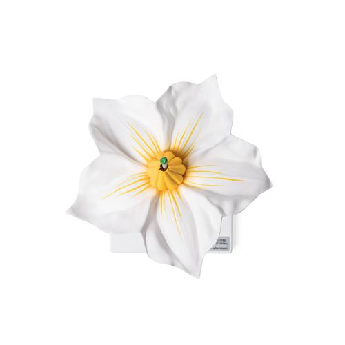 Flor da batata (Solanum tuberosum), modelo, 1017830 [T210141], Plantas dicotiled&ocirc;neas