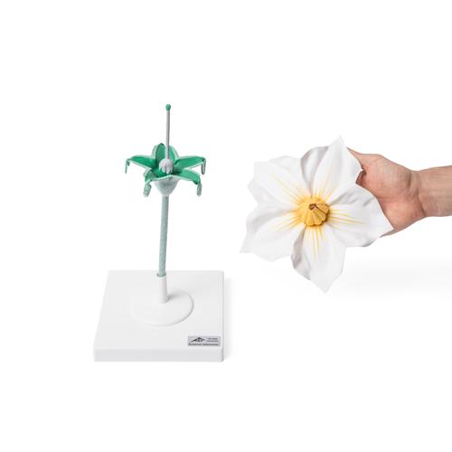 Flor da batata (Solanum tuberosum), modelo, 1017830 [T210141], Plantas dicotiled&ocirc;neas