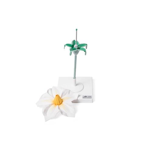 Flor da batata (Solanum tuberosum), modelo, 1017830 [T210141], Plantas dicotiled&ocirc;neas