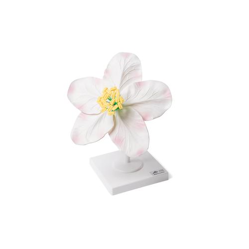 Apfelbl&uuml;te (Malus pumila), Modell, 1017829 [T210161], Zweikeimbl&auml;ttrige Pflanzen