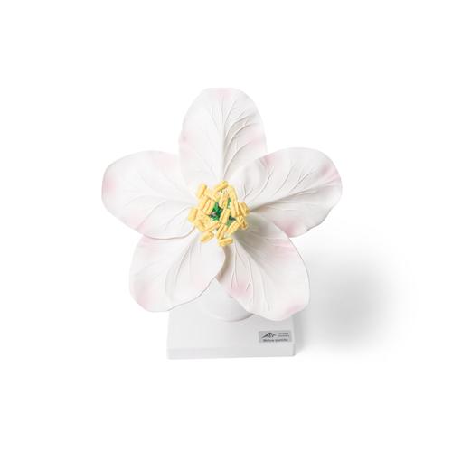 Apple Blossom (Malus pumila), Model, 1017829 [T210161], Dicotyledonous Plant Models