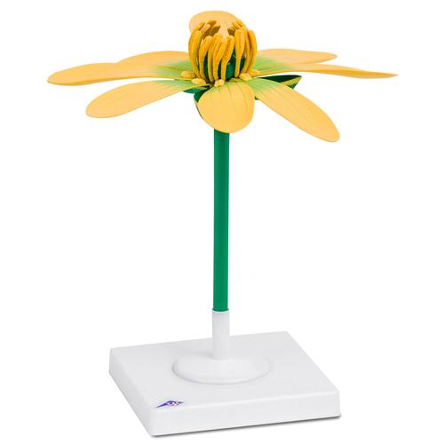 Scharbockskrautbl&uuml;te (Ficaria verna), Modell, 1017828 [T210171], Zweikeimbl&auml;ttrige Pflanzen