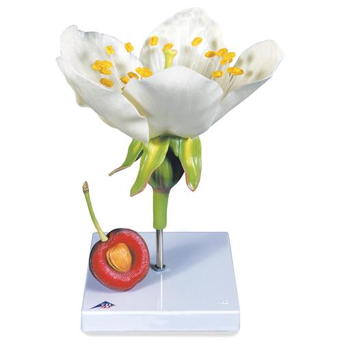Cherry Blossom with Fruit (Prunus avium) Model, 1020125 [T210191], Dicotyledonous Plant Models