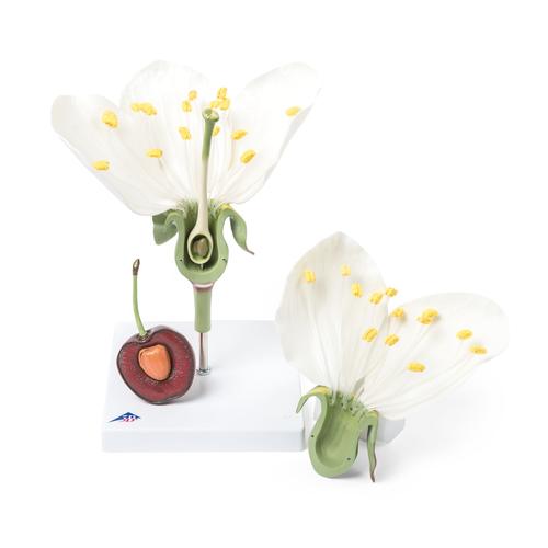 Цветок черешни с плодом (Prunus avium), модель, 1020125 [T210191], Двудольные растения