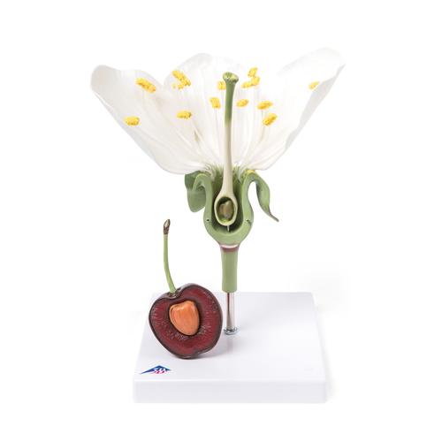 Цветок черешни с плодом (Prunus avium), модель, 1020125 [T210191], Двудольные растения