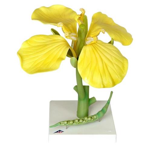 Rapsbl&uuml;te (Brassica napus ssp. oleifera), Modell, 1000531 [T21020], Zweikeimbl&auml;ttrige Pflanzen