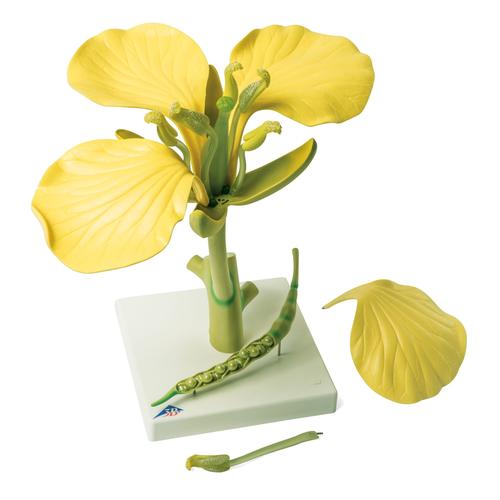 Rapsbl&uuml;te (Brassica napus ssp. oleifera), Modell, 1000531 [T21020], Zweikeimbl&auml;ttrige Pflanzen