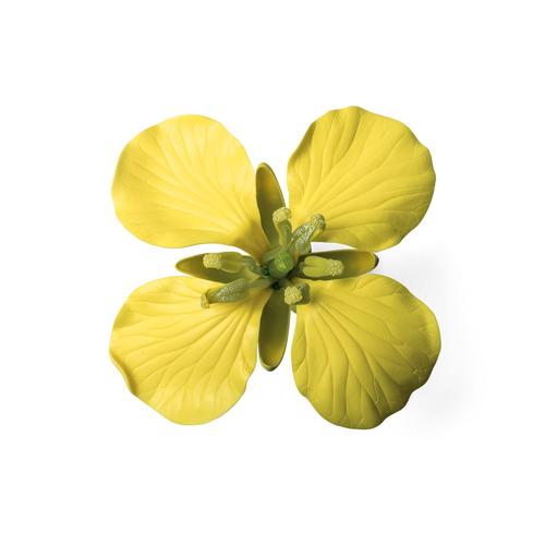 Цветок рапса (Brassica napus ssp. oleifera), модель, 1000531 [T21020], Двудольные растения