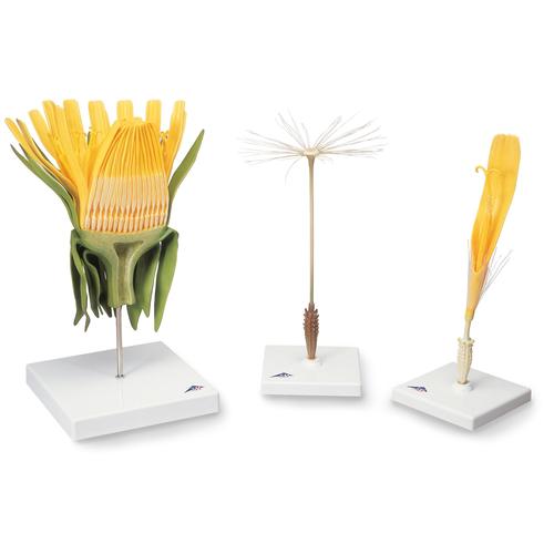 Flor de Dente-de-Le&atilde;o (Taraxum officinale), modelo, 1000532 [T21022], Plantas dicotiled&ocirc;neas