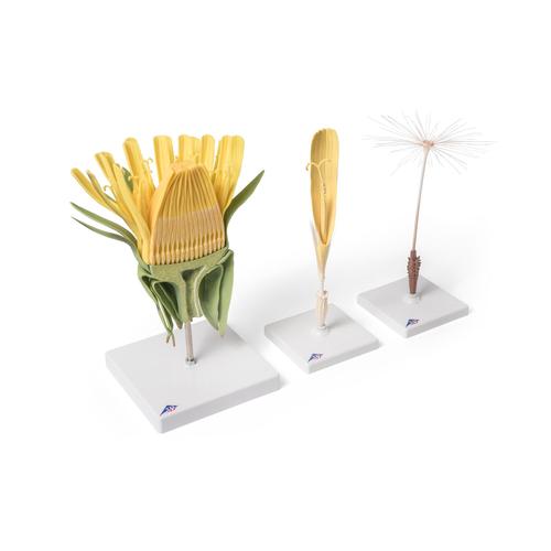 Flor de Dente-de-Le&atilde;o (Taraxum officinale), modelo, 1000532 [T21022], Plantas dicotiled&ocirc;neas