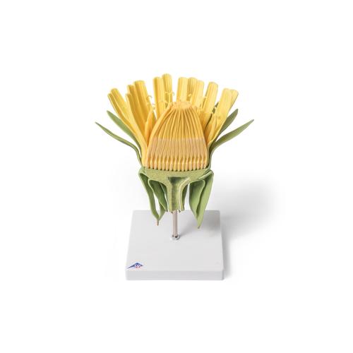 Цветок одуванчика (Taraxacum officinale), модель, 1000532 [T21022], Двудольные растения