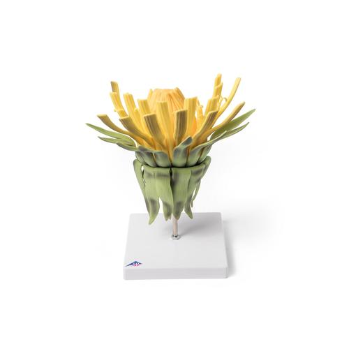 Цветок одуванчика (Taraxacum officinale), модель, 1000532 [T21022], Двудольные растения