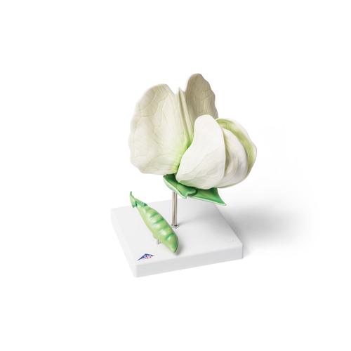 Erbsenbl&uuml;te (Pisum sativum), Modell, 1000535 [T21026], Zweikeimbl&auml;ttrige Pflanzen