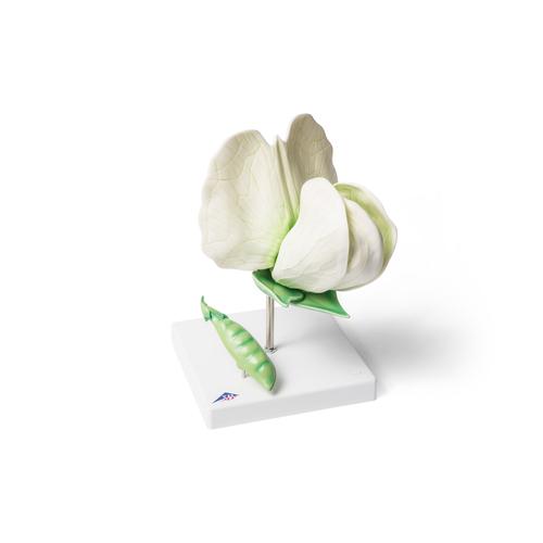 Цветок гороха (Pisum sativum), модель, 1000535 [T21026], Двудольные растения