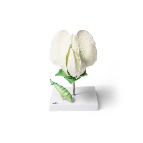 Fleur de pois (Pisum sativum), modèle, 1000535 [T21026], Dicotylédones
